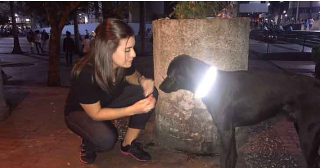 With reflective collars to safeguard the life of canines