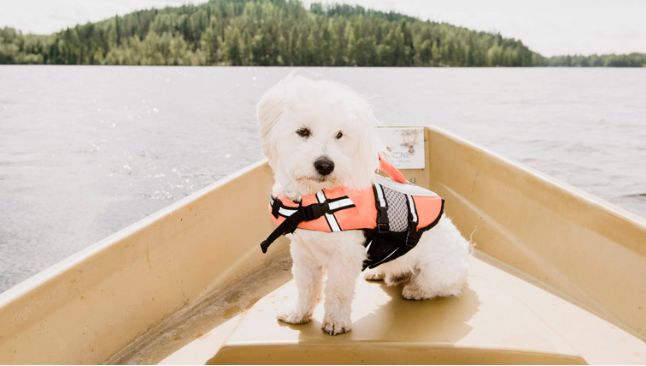 What to consider when buying a life jacket for dog