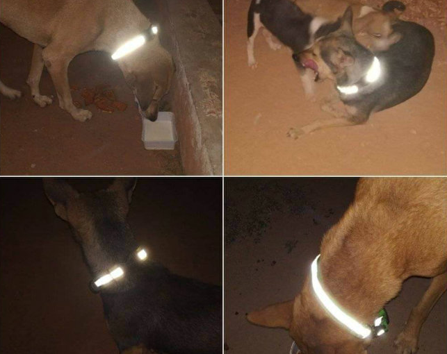 400 dogs with reflective collars to prevent collisions